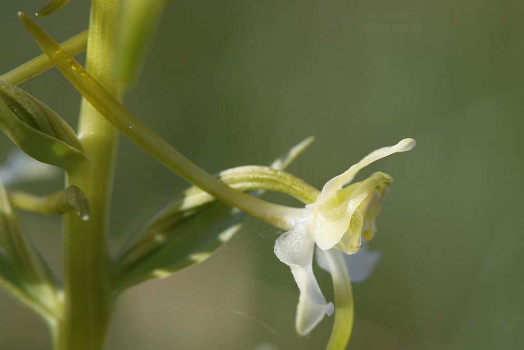 090628-1448 - Waldhyazinthe